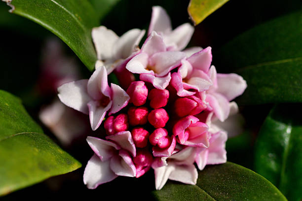 Daphne odora, also called Japan daphne and daphne indica, scented native to Japan and China, is a compact evergreen shrub with dark green leaves and terminal umbels of very fragrant, reddish-purple, yellow or white flowers from late winter to early spring, often followed by colorful berries.