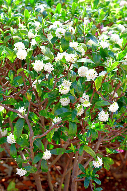 istock Daphne Odora/ Japan Daphne/ Winter Daphne: Shrub Loved for Strong Scent and Evergreen Foliage 2245844242