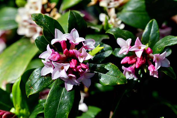 Daphne odora, also called Japan daphne and daphne indica, scented native to Japan and China, is a compact evergreen shrub with dark green leaves and terminal umbels of very fragrant, reddish-purple, yellow or white flowers from late winter to early spring, often followed by colorful berries.