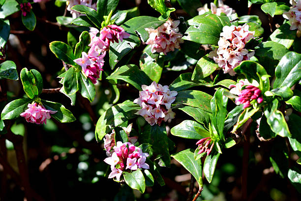 Daphne odora, also called Japan daphne and daphne indica, scented native to Japan and China, is a compact evergreen shrub with dark green leaves and terminal umbels of very fragrant, reddish-purple, yellow or white flowers from late winter to early spring, often followed by colorful berries.