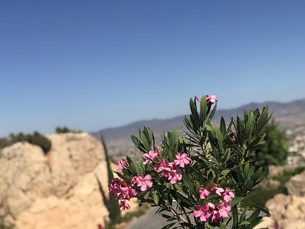 A close-up of pink wildflowers blooming on a rocky hillside with a bright blue sky in the background. The natural setting conveys themes of summer, nature, resilience, outdoor lifestyle, and Mediterranean landscapes. Ideal for wellness visuals, travel marketing, botanical content, and commercial projects featuring peaceful natural environments.