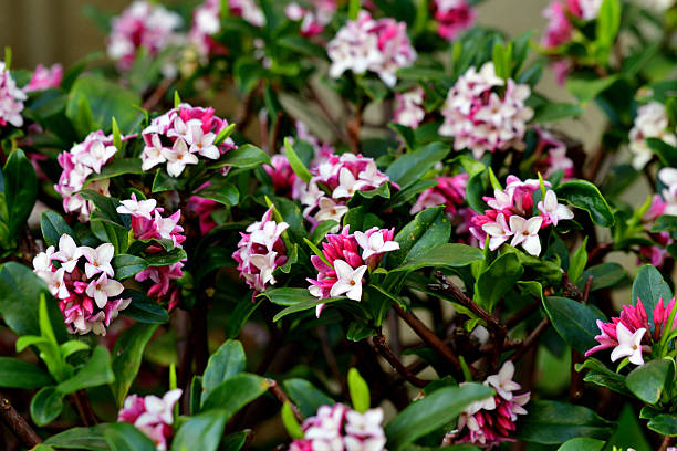 Daphne odora, also called Japan daphne and daphne indica, scented native to Japan and China, is a compact evergreen shrub with dark green leaves and terminal umbels of very fragrant, reddish-purple, yellow or white flowers from late winter to early spring, often followed by colorful berries.