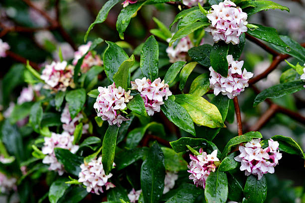 Daphne odora, also called Japan daphne and daphne indica, scented native to Japan and China, is a compact evergreen shrub with dark green leaves and terminal umbels of very fragrant, reddish-purple, yellow or white flowers from late winter to early spring, often followed by colorful berries.