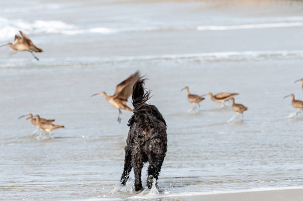 Telephoto of a dog chasing a flock of Long-billed Curlews -Numenius americanus- on a beach in California.