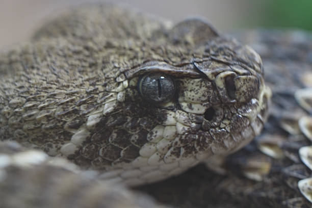 istock Close-up of a textured snake resting on the ground 2245845547