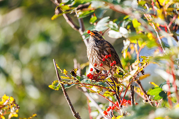 A redwing (Turdus iliacus) perched on a branch, holding a red berry in its beak