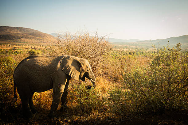Elephant in the African savanna photographed during a safari in South Africa. African elephant.