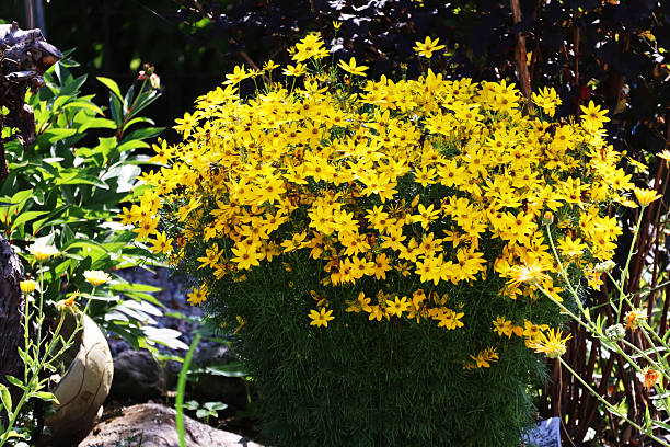 istock A bunch of whorled tickseed flowers 2245848608