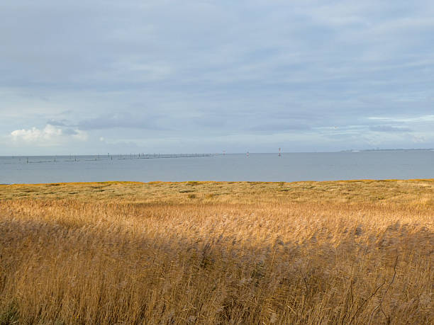 Naturschutzgebiet am Hafen von Norddeich