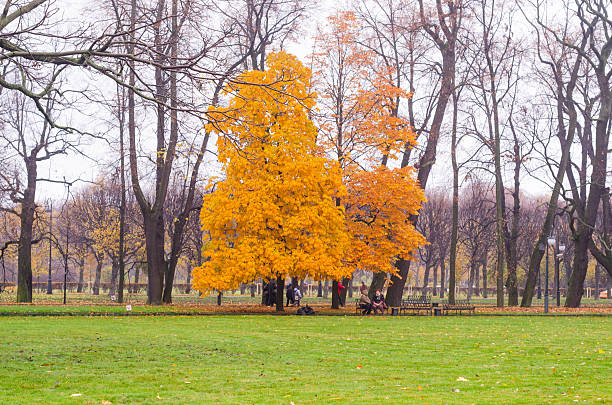Golden autumn path in the morning park surrounded by trees and fallen leaves, wallpaper or background