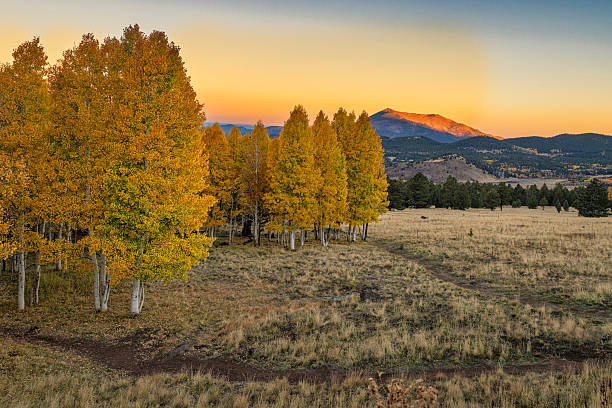Fall Aspen changing color to a gold in autumn near Flagstaff, Arizona