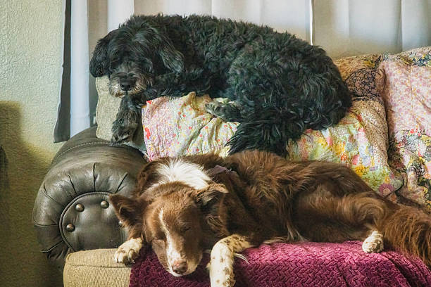 istock Pair of dogs asleep on a couch 2245854476