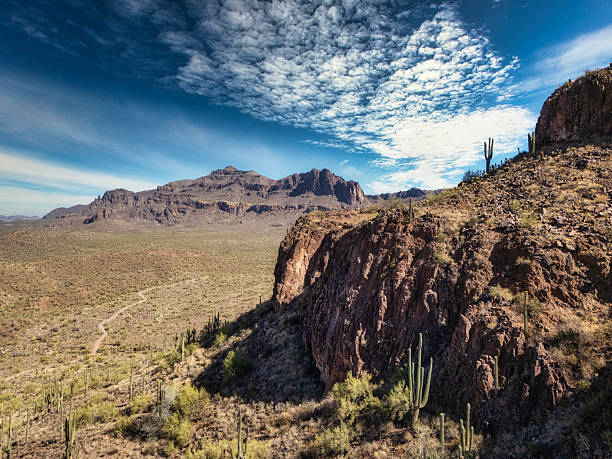 Saguaro cactus standing tall in the Sonoran Desert near Phoenix, Arizona
