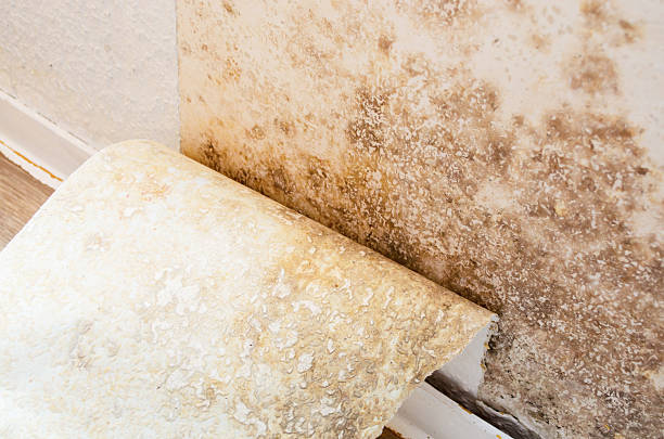 Mold and mildew damage on wall with peeling wallpaper This image shows the effects of mold and mildew growth on a wall with peeling wallpaper, highlighting a common problem mold remediation stock pictures, royalty-free photos & images