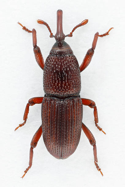 istock Adult insect Wheat or granary weevil also colled grain weevil,Sitophilus granarius, Calandra. Beetle on white background. top view. 2245856206