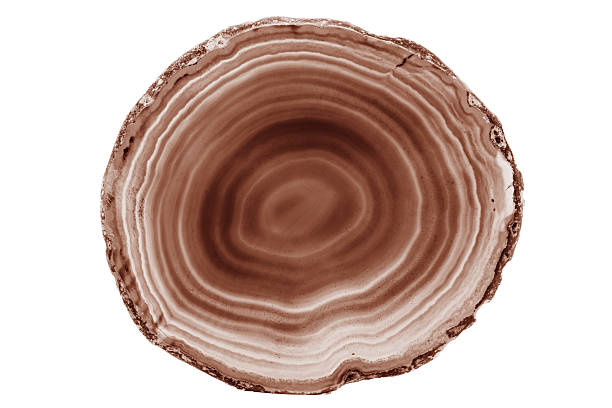 A painted brown agate slice with white veins on a white background is perfect for jewelry. Its natural layers enhance the beauty of handmade accessories.