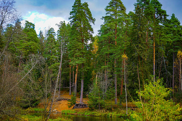 Autumnal Pine Forest and River Landscape