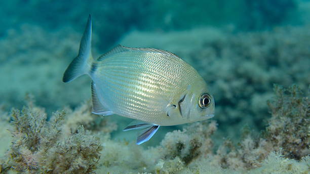 istock White seabream or sargo (Diplodus sargus) undersea, Ligurian Sea 2245858772