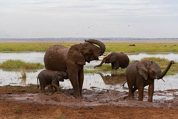 small group of african savanna elephants or loxodonta africana at watherhole covering their bodies in mud