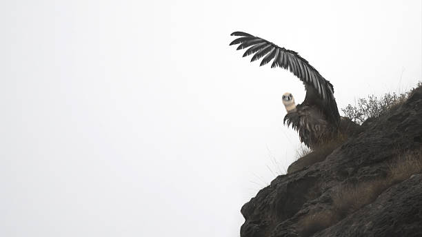 istock A Eurasian Griffon Vulture Drying Its Wings (Gyps Fulvus) 2245860826