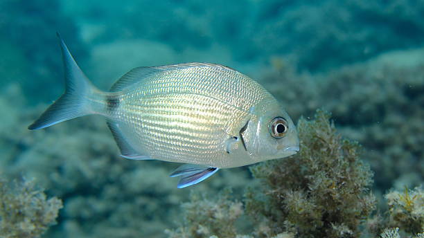 istock White seabream or sargo (Diplodus sargus) undersea, Ligurian Sea 2245862482