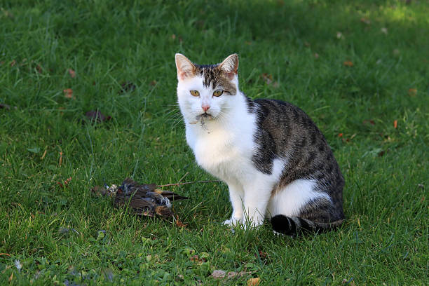 A cat has caught a bird and wants to eat it
