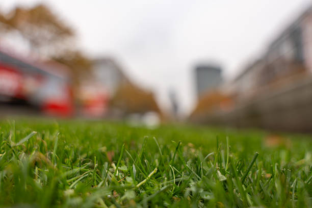 Macro of fresh lawn with cityscape blurred behind. Dewy blades dominate the foreground.