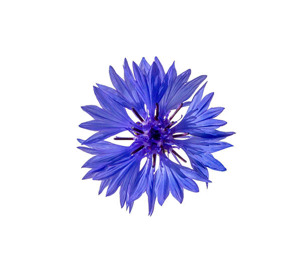 istock Close up of blue cornflower flower isolated 2245867497