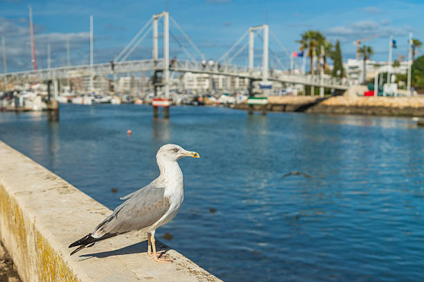 A seagull rests on a low stone wall next to a calm waterfront and marina.