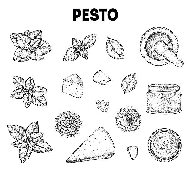 Pesto sauce ingredients vector illustration. Hand drawn sketch. Italian food. Basil, parmesan cheese, pine nuts, garlic, salt, arugula, mortar and pestle
