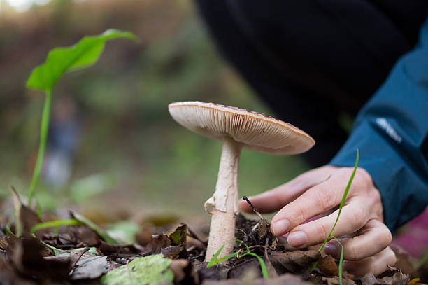istock Hand Gently Touching Wild Mushroom in Forest 2245870509