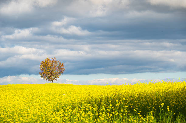A serene photograph capturing a solitary large tree standing against a backdrop of fog and forest, with soft sunlight filtering through on a misty morning in Moravia, Czechia. The foreground is a vibrant yellow canola field in full bloom, painting a striking contrast with the foggy and ethereal atmosphere. This peaceful rural scene epitomizes the tranquil beauty of the Moravian countryside.