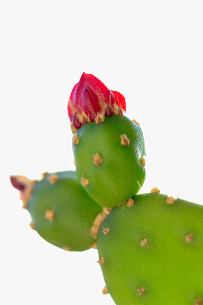 istock Prickly Pear Cactus with Budding Red Flowers. Opuntia Cactus Detail in Sunlight. 2245870796
