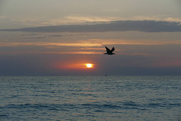 istock Bird flying over the sea. Sunset. 2245873655