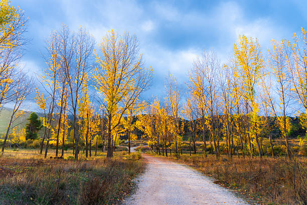 Trees with golden leaves at autumn morning.