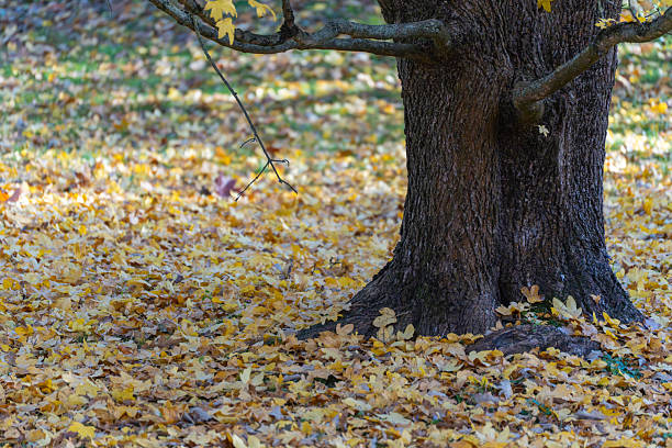 istock A sturdy tree trunk rises from a golden carpet of fallen maple leaves. 2245876056