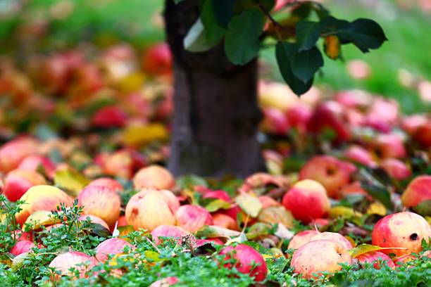 istock Fallen Apples Covering the Ground in an Autumn Orchard 2245876259