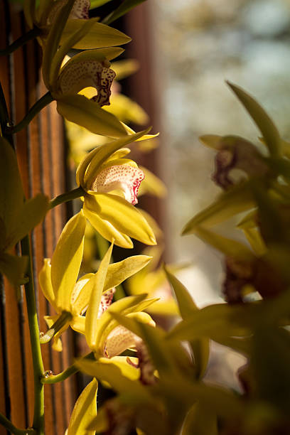 orchids flower in the garden, orchid dendrobium with volumetric light, concept of house and tropical plants