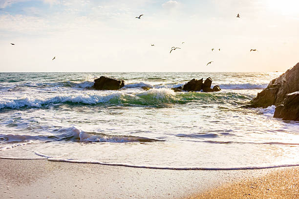 Migrating Birds flocking on the shoreline of Pacific Rim National Park on Vancouver Island, British Columbia