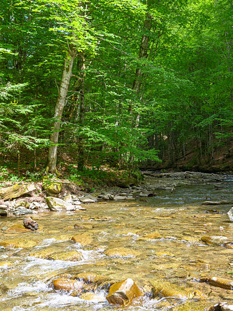 istock river in the forest. beautiful nature background with rocks 2245877416