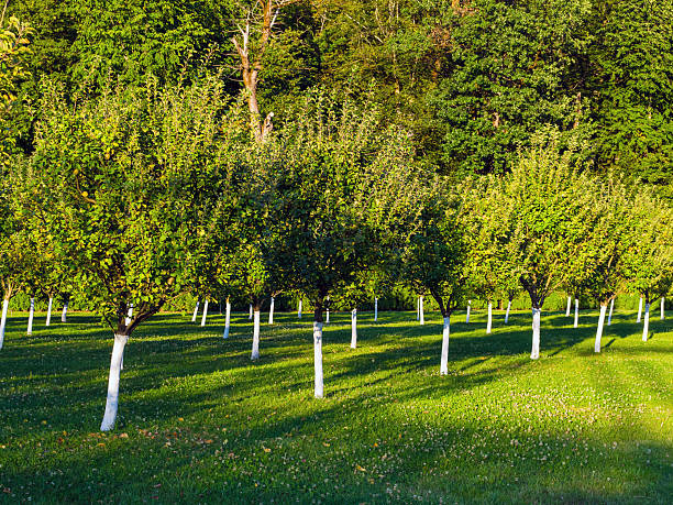 apple orchard in the mountains at sunset