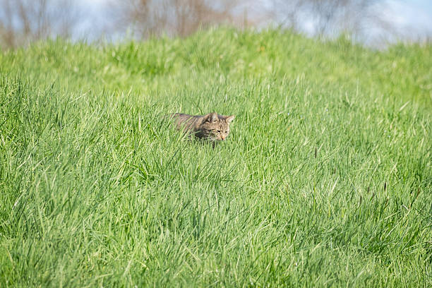 Domestic cat crouching in lush spring grass, blending into the natural landscape.