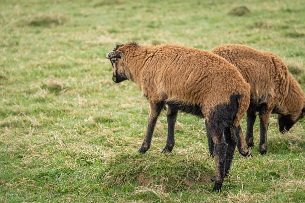 Rear view of two grazing sheep standing close together on a grassy field. Quiet countryside scene.
