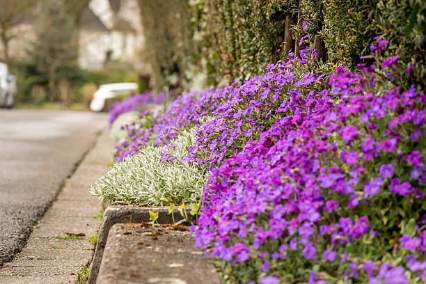 istock Vibrant purple Aubrieta × cultorum 2245878139