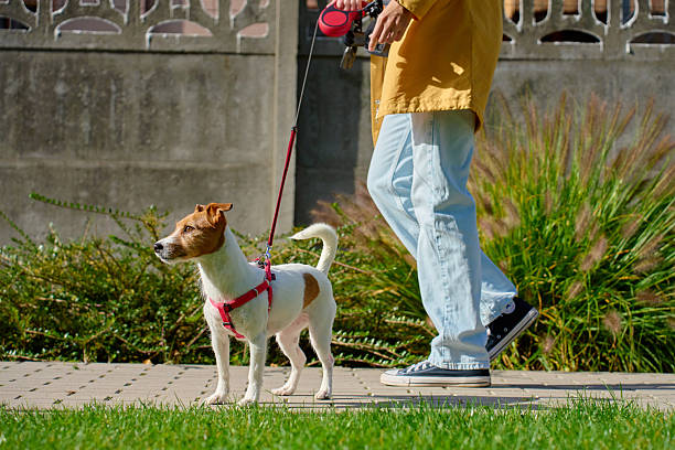 istock Small dog on leash walking with owner outdoors in sunny day 2245878181
