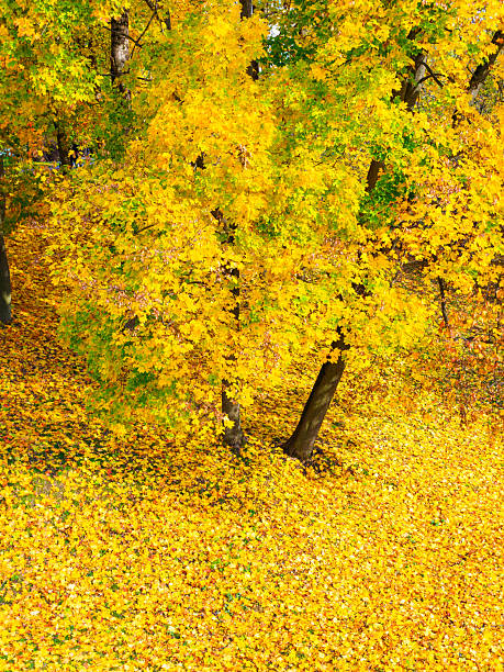 maple trees with fallen leaves in the park in autumn