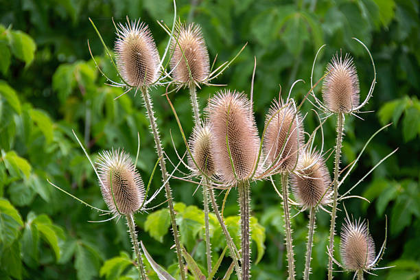 Close-up photograph focusing on the intriguing structure and texture of several dried or mature Teasel (Dipsacus fullonum) seed heads. The spiky, ovoid flower heads, displaying natural beige and tan tones, stand tall on their stems. The background is a soft, blurred bokeh of lush, vibrant green foliage, providing a strong contrast and highlighting the unique form of the wildflower. This image captures the beauty of nature's transitions, showing the plant in its late-season state, often associated with autumn or dried floral arrangements. It is perfect for use in natural history, botany, gardening, and environmental conservation contexts.
