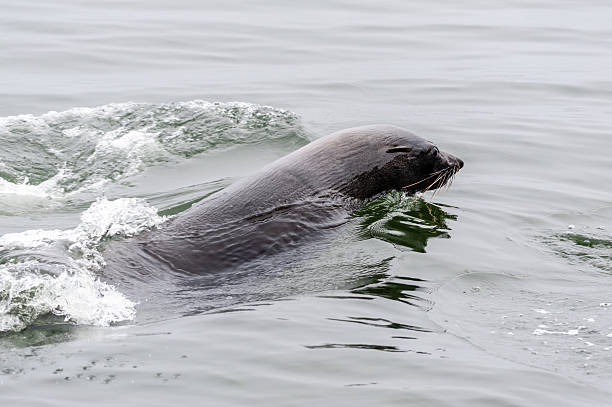 istock Seal colony in Walvis bay 2245881568
