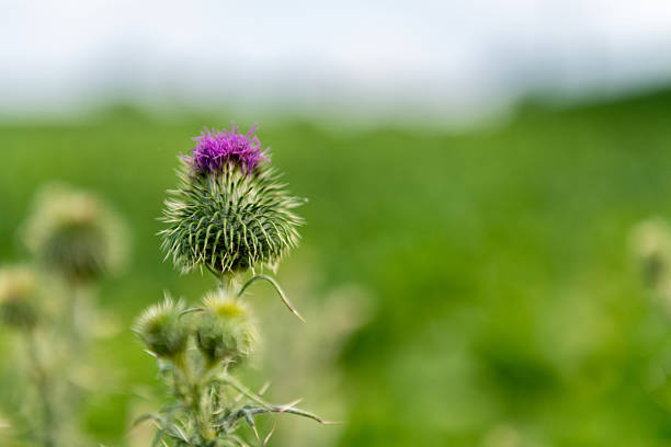 istock Scene from the flemish country side 2245881578