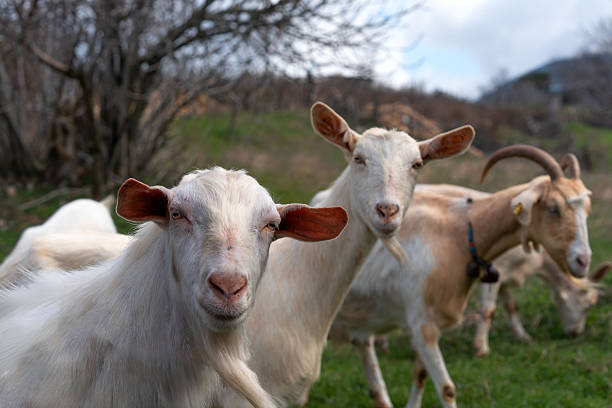 Goats graze freely on a green hillside in the Kaz Mountains (Mount Ida), Turkey, under natural light, with one curious goat looking directly at the camera in a peaceful rural setting.